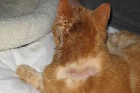 Kedilerde Alerji Belirtileri Ve Tedavisi Kedi Forum Kedi Sagligi