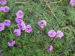 Image result for Verbena × teasii