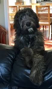 Don't miss what's happening in your neighborhood. Irish Wolfhound Poodle Mix Off 63 Www Usushimd Com