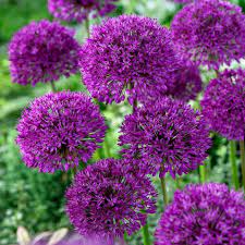 When planting in the garden, group at least seven together for a colourful display. Best Garden Plants For Year Round Colour All Year Round Plants