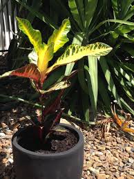 It is a timeless shrub, originated from southern asia and the western pacific islands. Croton Losing Color What Causes Croton Plants With Faded Leaves