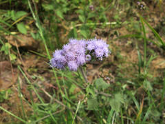 Image result for Erlangea misera