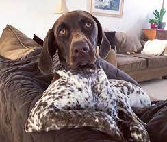 We are selling 8 puppies, 2 females and 6 males. German Shorthaired Pointer Breed Info Guide Quirks Pictures Personality Facts Barkpost