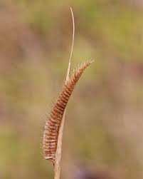 Image result for Ctenium