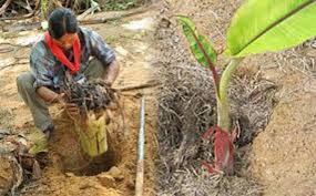 Maklumat tentang cara tanam pisang berangan ini diperolehi daripada pengurus ladang pisang yang menjaga ladang pisang berangan seluas 65 ekar di johor. Tahu Tak Boleh Tanam Pisang Cara Terbalik Kitareporters Semua Boleh Jadi Reporter
