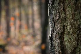 Free for commercial use no attribution required high quality images. Hd Wallpaper Tree Trunk Bokeh Nature Forest Wood Soft Background Wallpaper Flare
