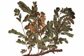 Image result for Entada abyssinica