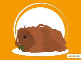 Warum sollte man sich mindestens zwei meerschweinchen anschaffen? Alpakameerschweinchen Im Portrait Markt De