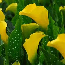 Image result for Zantedeschia