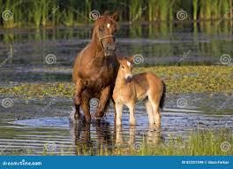 Image result for tbn:tVj6rqcH-AQR9M::www.pregonagropecuario.com.ar/images/caballo_overo.jpg