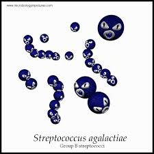 Image result for Group B Streptococcus