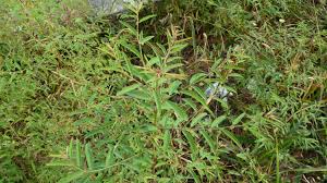 Image result for Phyllanthus pentandrus