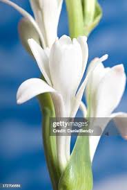 Image result for Polianthes tuberosa