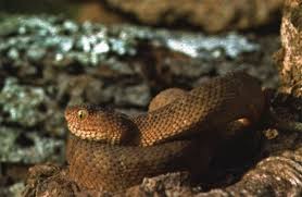 Image result for Disperis katangensis