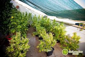 Cannabis produktion mit 55.000 watt & 2000 pflanzen gerne bin ich meiner einladung, in die schweiz gefolgt und habe mir. Planung Eines Marihuana Anbaus Im Freien Philosopher Seeds