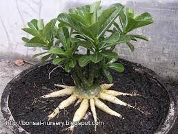 One Of Many Technique To Make Adenium Plant More Beautiful Is By Root Program Indonesian People Name It As Program Adenium Desert Rose Plant Bonsai Plants