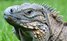Blue Iguana Grand Cayman Unusual Animals Animals Lizard