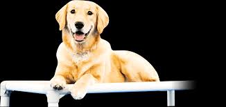 For most owners, we understand that you are learning while your dog does. Minnesota Dog Training Neuman K 9 Academy