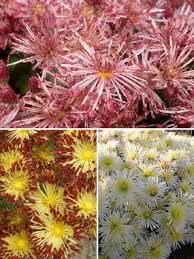 Mum Collection Spoon And Quilled Bluestone Perennials Flowers Perennials Chrysanthemum Plant Perennial Plants