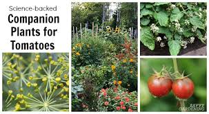 More images for do tomatoes flower » Tomato Companion Plants 22 Science Based Plant Partners For Tomatoes