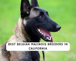 This is a past video of one of the puppies we raised called daisy. 5 Belgian Malinois Breeders In California 2021 We Love Doodles