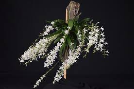 Image result for Aerangis ugandensis