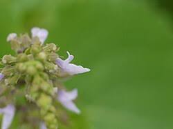 Image result for Equilabium wollastonii