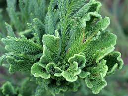 Chinesische sicheltanne — (cryptomeria japonica var. Hahnenkamm Sicheltanne Cristata Cryptomeria Japonica Cristata Baumschule Horstmann