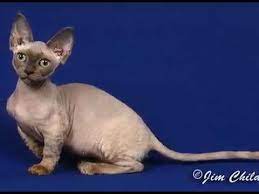 1,969 likes · 38 talking about this. Minskin Cat Online