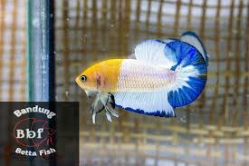 Pin By Bandung Betta Fish On Bandung Betta Fish Betta Betta Fish Siamese Fighting Fish