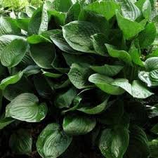 Plant database entry for hosta 'second wind' with one image and 11 data details. Second Wind Lavender Flowers Hostas Wind