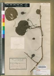 Image result for Adenia rumicifolia