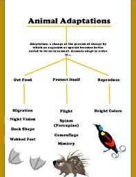 Adaptations Anchor Chart By Desmond Harrell Teachers Pay