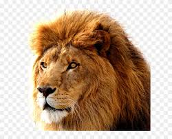 Roaring lion illustration, aslan lion desktop , lion transparent background png clipart. Roaring Lion Png Lion Png Clipart 117661 Pikpng
