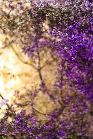 House Of Fraser Ss14 Glasgow Botanic Gardens Wonderful Flowers Green Flowers