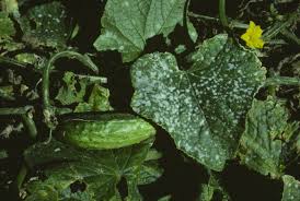 Image result for mildew on cucumbers