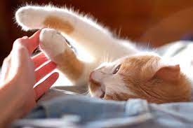 He / work for the same company. 6 Most Common Cat Health Problems