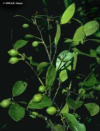 Image result for Olacaceae