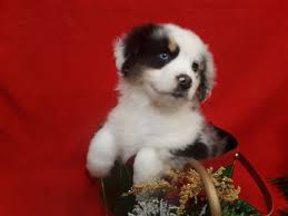 Show venues include ickc, iabca, arba, and asdr. Miniature Australian Shepherd Puppies For Sale West Linn Or Miniature Australian Shepherd Puppies Australian Shepherd Puppies Miniature Australian Shepherd