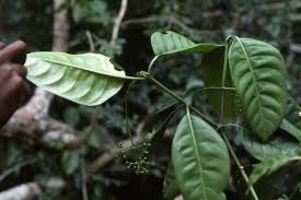 Image result for Psychotria heterosticta
