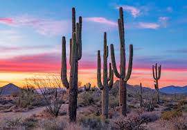 Sunset by steve phoenix is licensed under a creative commons license. Bold Stand Of Saguaro Cactus At Sunset Near Phoenix Arizona Hd Wallpaper
