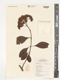 Image result for Nuxia congesta