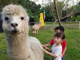 Petting farm for hire in sydney. 6 Best Local Farms In Hong Kong For Peace And Quiet