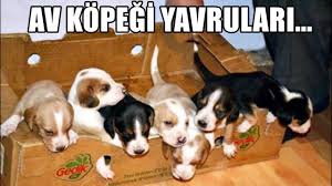 Av Kopegi Yavrulari Kopegimiz Yavruladi Kopek Videolari Youtube