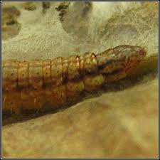 Image result for Cryptoblabes bistriga