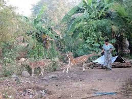 Sanjay Gandhi National Park, mumbai, India - Top Attractions, Things to Do & Activities in Sanjay Gandhi National Park