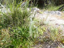 Image result for Vellereophyton dealbatum