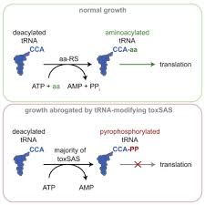 Původní strom arónie totiž roste do velkých rozměrů, na jeřábu ptačím vytváří menší koruny. Rela Spot Homolog Toxins Pyrophosphorylate The Cca End Of Trna To Inhibit Protein Synthesis Sciencedirect