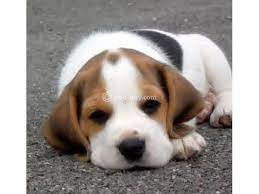 Beagle Pups For Sale Guwahati Dog Buy Sale Cute Beagles Cute Baby Puppies Beagle Puppy