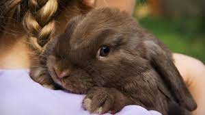 Why Your Pet Rabbit Is More Docile Than Its Wild Relative Science Aaas